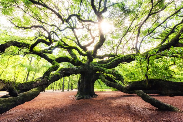 Things To Do Angel Oak Tree